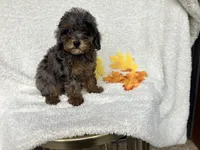 Carmel , a female Poodle - Miniature  for sale in Odon, IN – 2 of 4