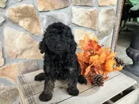 Candy, a female Poodle - Miniature  for sale in Odon, IN – 2 of 3