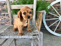 Bryant, a male Cavalier King Charles Spaniel for sale in Odon, IN – 5 of 5