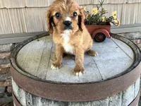 Brian, a male Cavalier King Charles Spaniel for sale in Odon, IN – 4 of 5