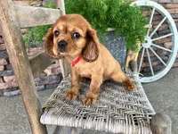Brent, a male Cavalier King Charles Spaniel for sale in Odon, IN – 5 of 5