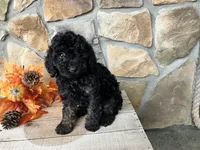 Candy, a female Poodle - Miniature  for sale in Odon, IN – 1 of 3