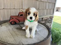 Brin, a female Cavalier King Charles Spaniel for sale in Odon, IN – 2 of 4