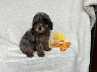 Carmel , a female Poodle - Miniature  for sale in Odon, IN – 4 of 4
