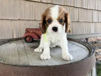 Betty, a female Cavalier King Charles Spaniel for sale in Odon, IN – 2 of 5