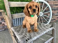 Brice, a male Cavalier King Charles Spaniel for sale in Odon, IN – 1 of 5