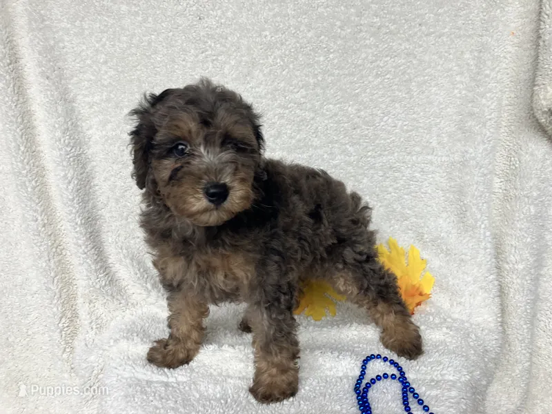Cris – Poodle - Miniature  puppy for sale in Odon, IN