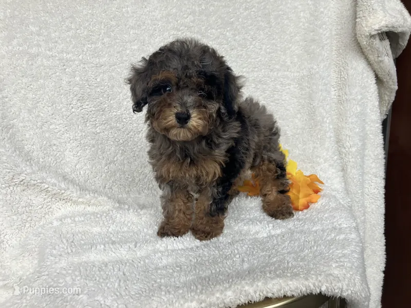 Carmel  – Poodle - Miniature  puppy for sale in Odon, IN