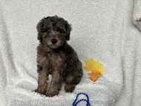 Cris, a male Poodle - Miniature  for sale in Odon, IN – 2 of 4