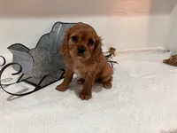 Joann, a female Cavalier King Charles Spaniel for sale in Odon, IN – Photo 2 of 3