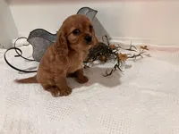 Joann, a female Cavalier King Charles Spaniel for sale in Odon, IN – Photo 3 of 3