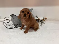 Joann, a female Cavalier King Charles Spaniel for sale in Odon, IN – Photo 1 of 3