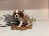 Joe, a male Cavalier King Charles Spaniel for sale in Odon, IN – Photo 4 of 4