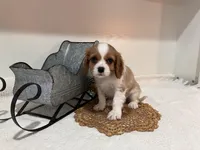 Joe, a male Cavalier King Charles Spaniel for sale in Odon, IN – Photo 2 of 4