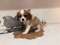 Joe, a male Cavalier King Charles Spaniel for sale in Odon, IN – Photo 3 of 4