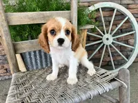 Bill, a male Cavalier King Charles Spaniel for sale in Odon, IN – 3 of 5