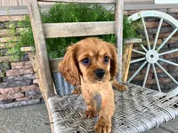Brice, a male Cavalier King Charles Spaniel for sale in Odon, IN – 4 of 5