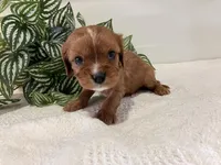 Lance, a male Cavalier King Charles Spaniel for sale in Odon, IN – Photo 2 of 3