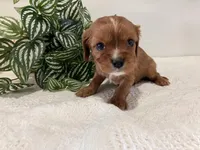 Lance, a male Cavalier King Charles Spaniel for sale in Odon, IN – Photo 1 of 3