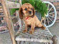 Brent, a male Cavalier King Charles Spaniel for sale in Odon, IN – 3 of 5