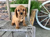 Bryant, a male Cavalier King Charles Spaniel for sale in Odon, IN – 3 of 5