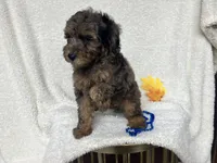 Cris, a male Poodle - Miniature  for sale in Odon, IN – 4 of 4