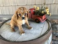 Brian, a male Cavalier King Charles Spaniel for sale in Odon, IN – 5 of 5