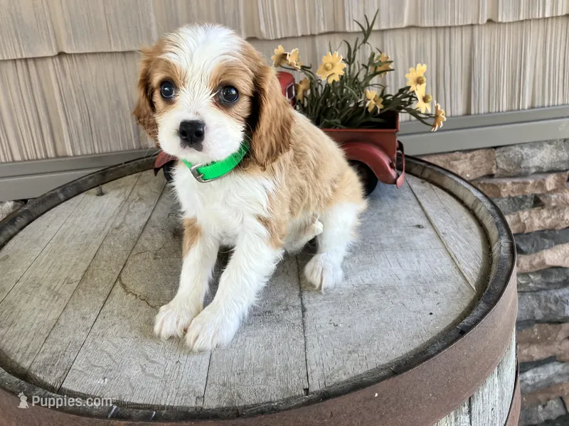 Brin – Cavalier King Charles Spaniel puppy for sale in Odon, IN