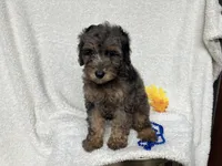 Cris, a male Poodle - Miniature  for sale in Odon, IN – 3 of 4