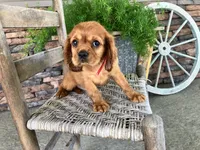 Brent, a male Cavalier King Charles Spaniel for sale in Odon, IN – 1 of 5