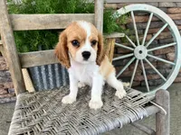 Bill, a male Cavalier King Charles Spaniel for sale in Odon, IN – 1 of 5