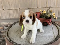 Betty, a female Cavalier King Charles Spaniel for sale in Odon, IN – 4 of 5