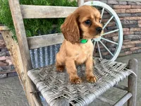 Brice, a male Cavalier King Charles Spaniel for sale in Odon, IN – 2 of 5