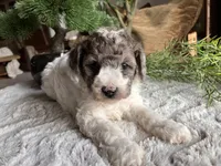 Beth, a female Poodle - Toy  for sale in Odon, IN – Photo 2 of 3