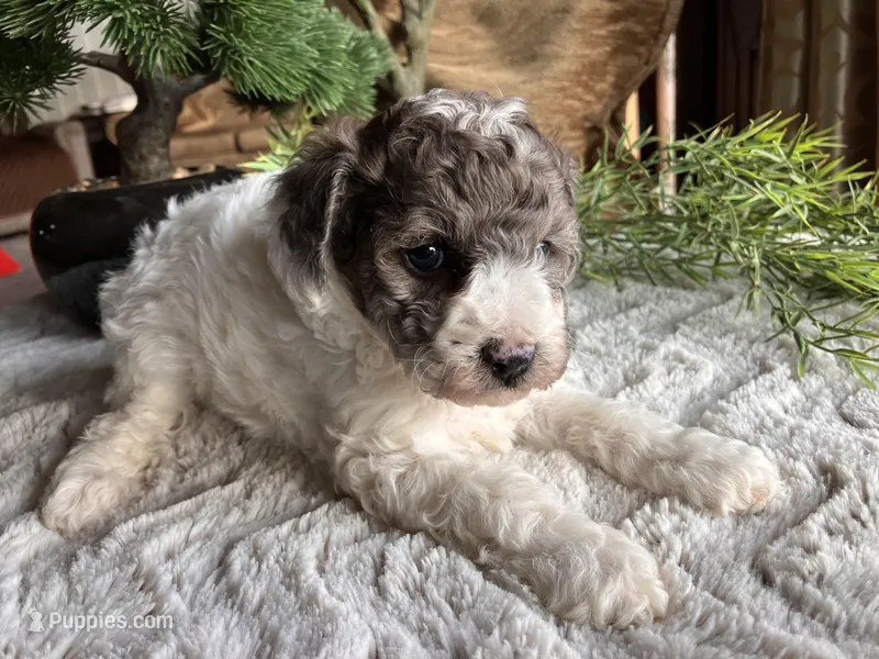 Beth, a female Poodle - Toy  for sale in Odon, IN – Photo 1 of 3