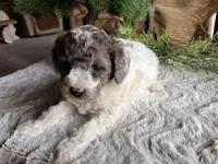 Beth, a female Poodle - Toy  for sale in Odon, IN – Photo 3 of 3