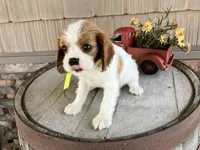 Betty, a female Cavalier King Charles Spaniel for sale in Odon, IN – 3 of 5