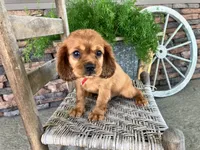 Brent, a male Cavalier King Charles Spaniel for sale in Odon, IN – 2 of 5
