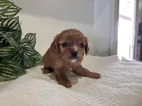 Lydia, a female Cavalier King Charles Spaniel for sale in Odon, IN – Photo 1 of 3