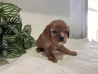 Lydia, a female Cavalier King Charles Spaniel for sale in Odon, IN – Photo 2 of 3