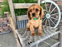 Brice, a male Cavalier King Charles Spaniel for sale in Odon, IN – 3 of 5