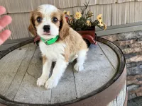 Brin, a female Cavalier King Charles Spaniel for sale in Odon, IN – 4 of 4
