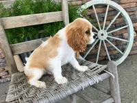Bill, a male Cavalier King Charles Spaniel for sale in Odon, IN – 5 of 5