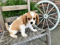 Bill, a male Cavalier King Charles Spaniel for sale in Odon, IN – 4 of 5