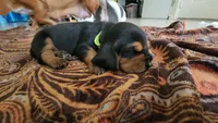 Mowgli, a male Basset Hound for sale in Orlando, FL – 4 of 5