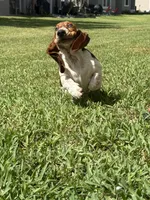 Moochi, a female Basset Hound for sale in Orlando, FL – 2 of 10