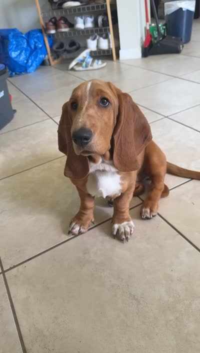 Gracie, a female Basset Hound for sale in Orlando, FL – 9 of 9