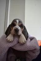 Lilo, a female Basset Hound for sale in Orlando, FL – 3 of 8