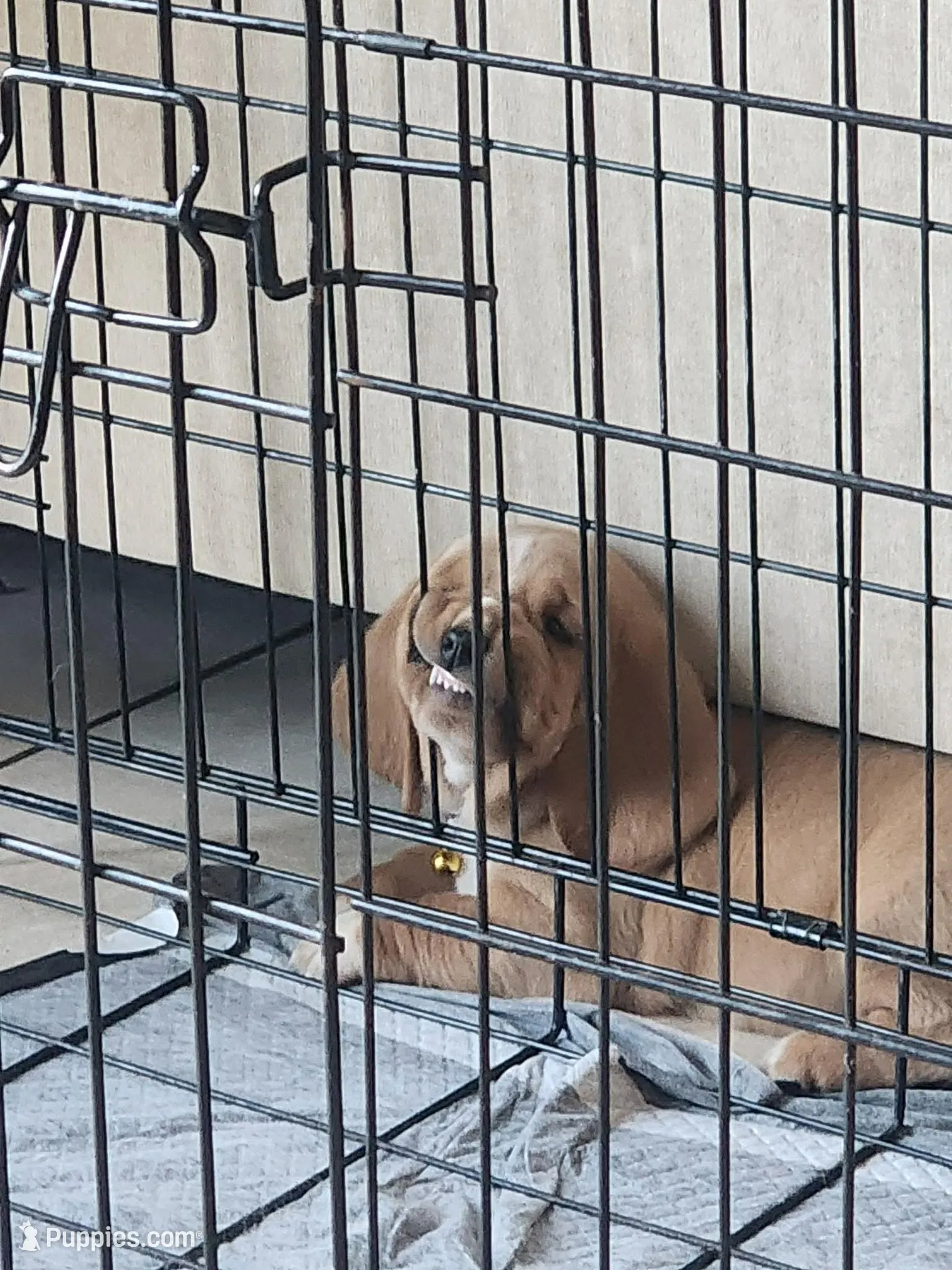Churro, a female Basset Hound for sale in Orlando, FL – 5 of 10