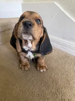 Moses, a male Basset Hound for sale in Orlando, FL – 7 of 8